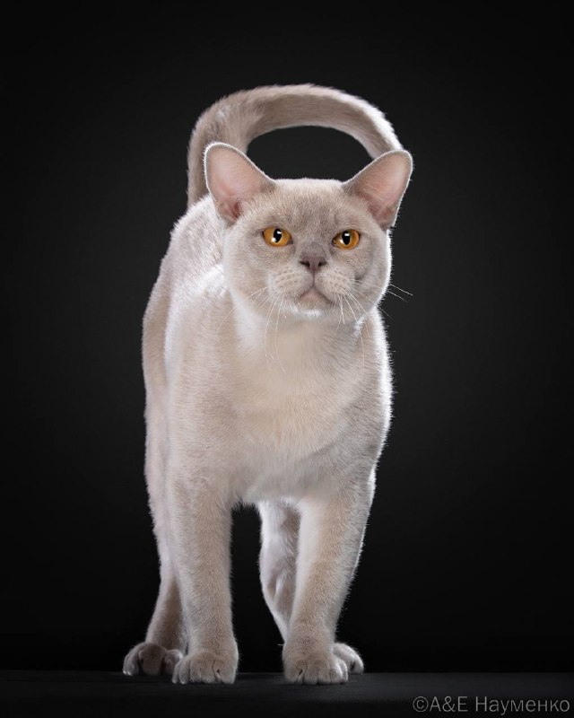 Портрет бурманской кошки на темном фоне