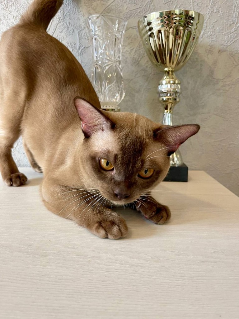 Шоколадная бурманская кошка с кубком